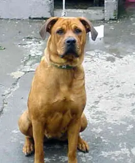razas de perros mas peligrosas