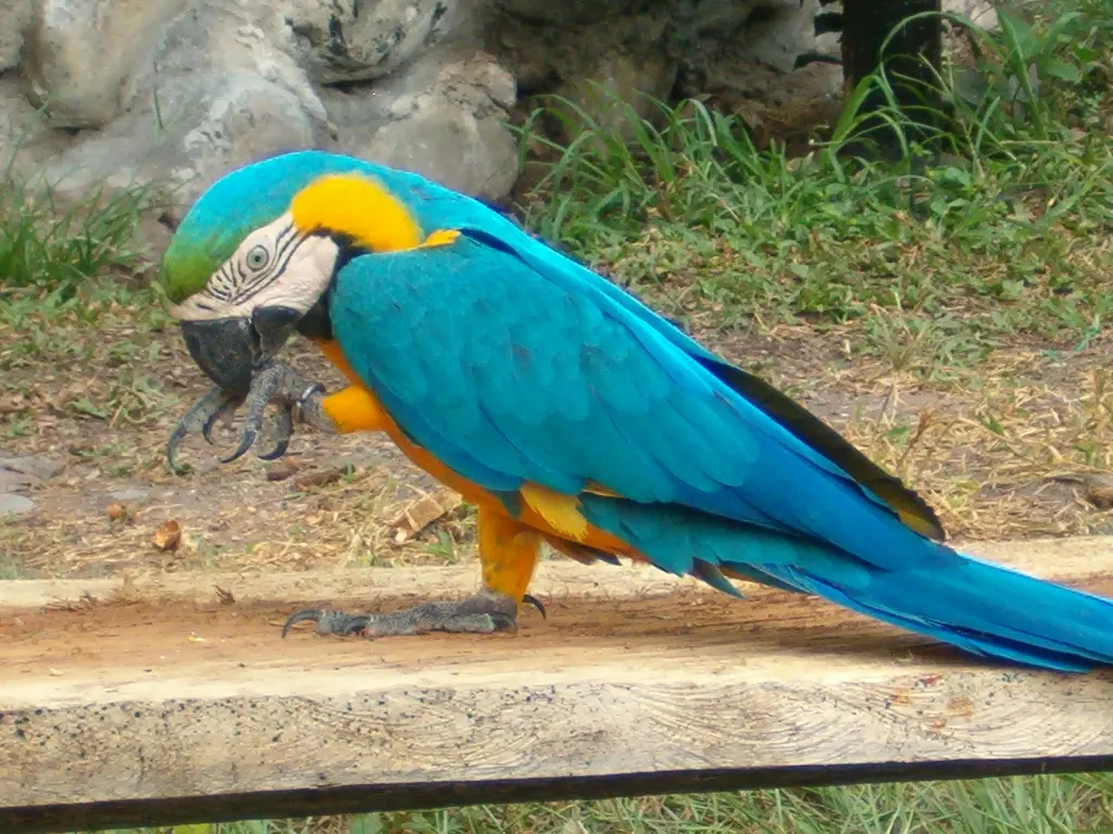 guacamayo azul y oro en extincion