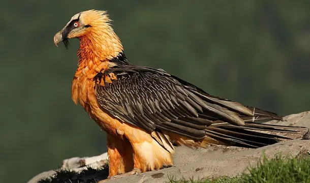aves aves