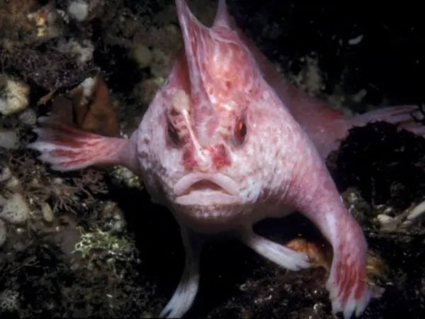 Los 10 animales más raros del Mundo