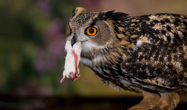 Las 10 Aves rapaces mas impresionantes del mundo Las 10 Aves rapaces mas impresionantes del mundo