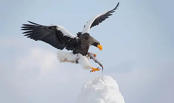 Las 10 Aves rapaces mas impresionantes del mundo Las 10 Aves rapaces mas impresionantes del mundo