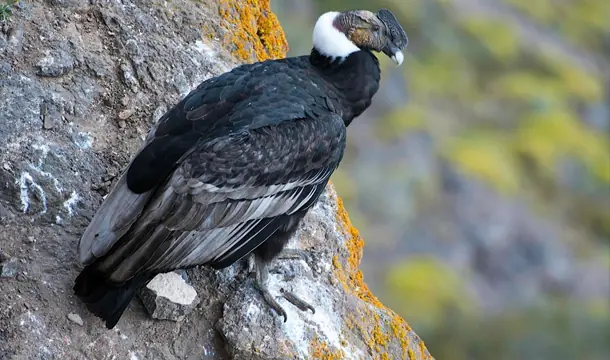aguilas aguilas