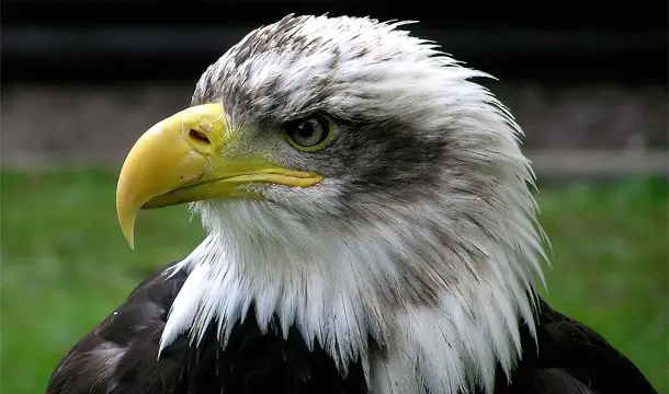 aves aves