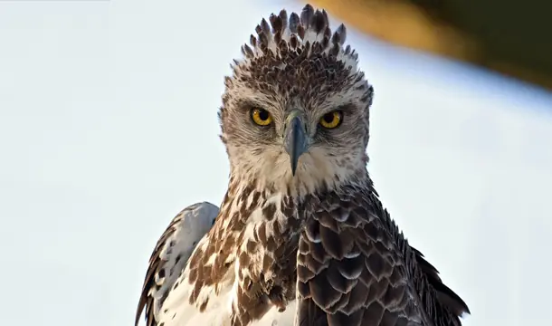aguilas aguilas