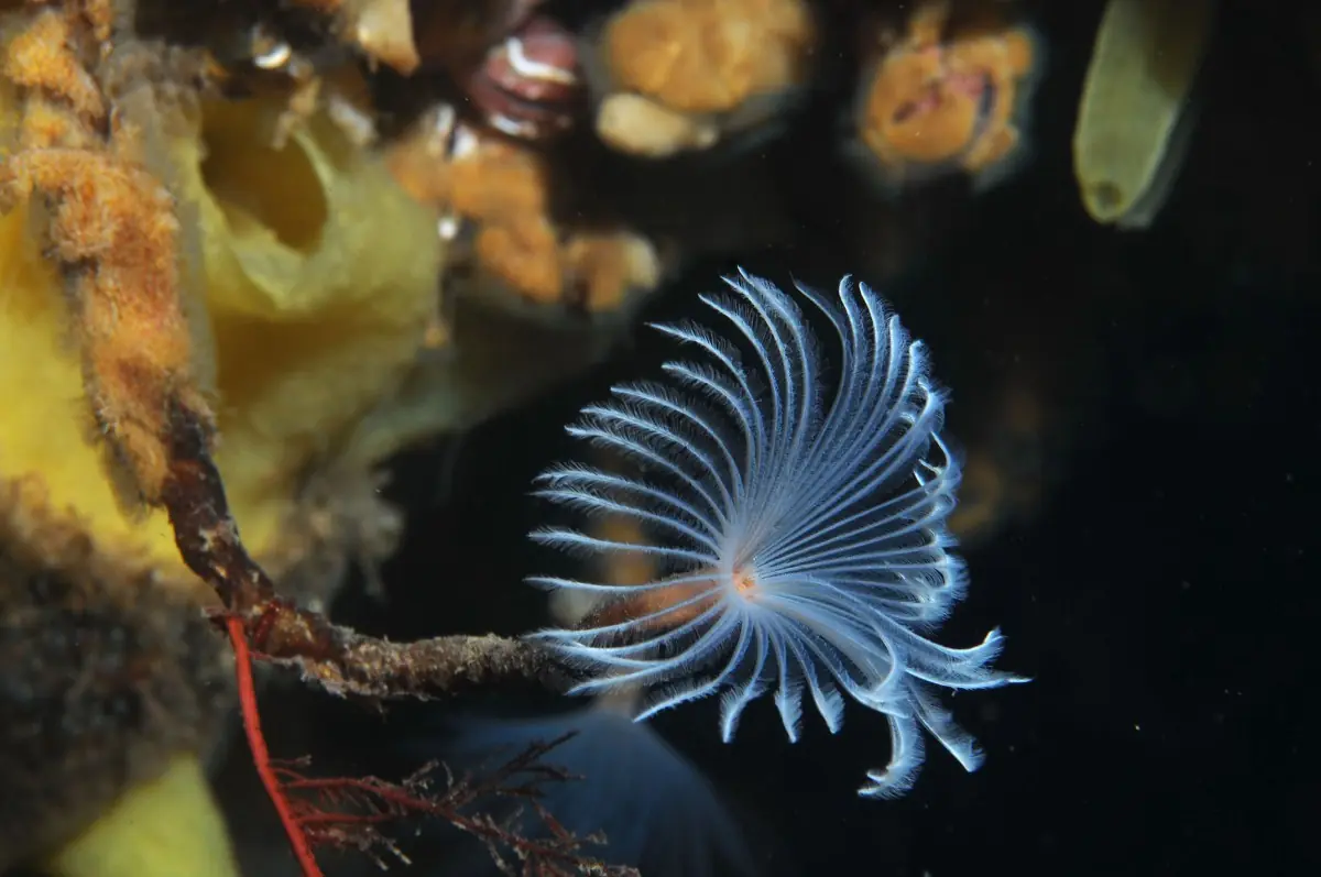 La biodiversidad de la Antártida, es más rica de lo esperado