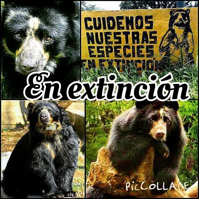 Oso Frontino En tu celular!