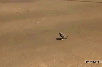 enamorarse de una paloma enamorarse de una paloma