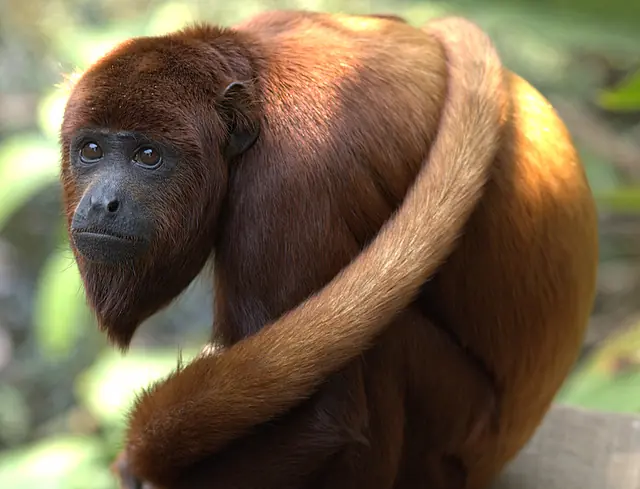 nandu