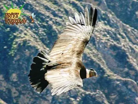 animales encontrads en america