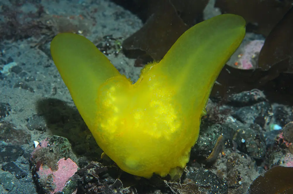 Biodiversidad