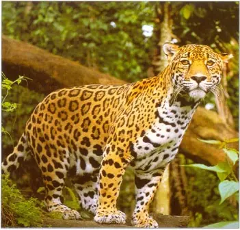 animales encontrads en america