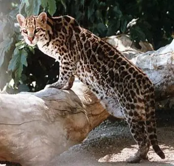 nandu