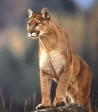 animales encontrads en america