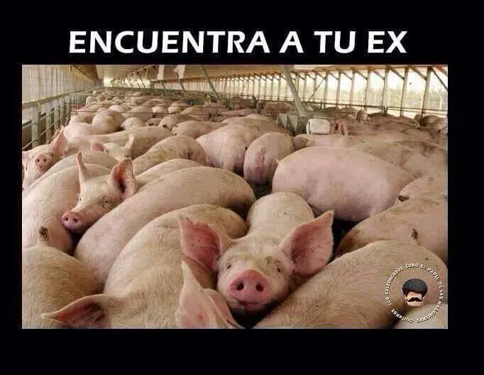 humor