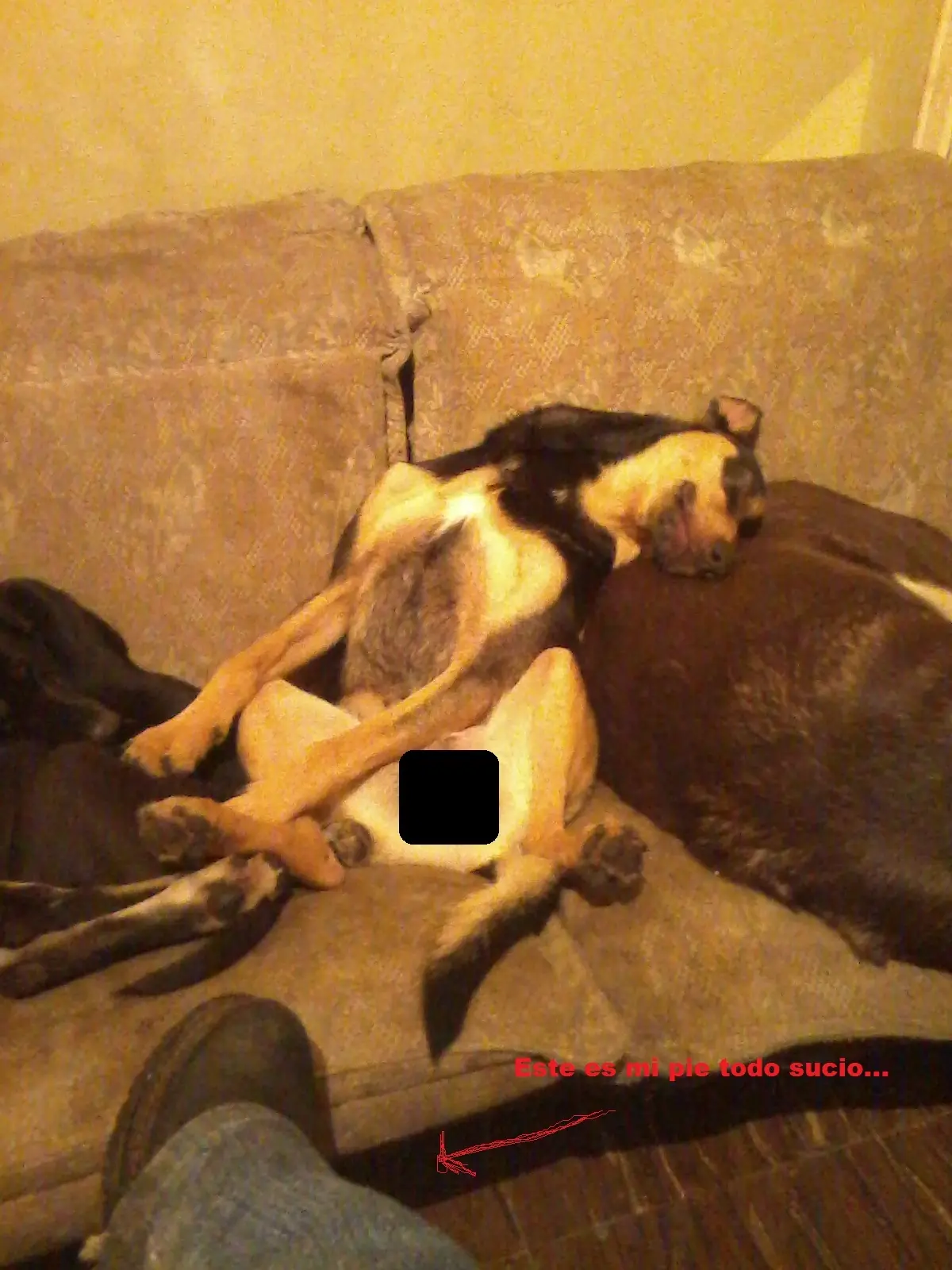 Mis perros, los cochinos...