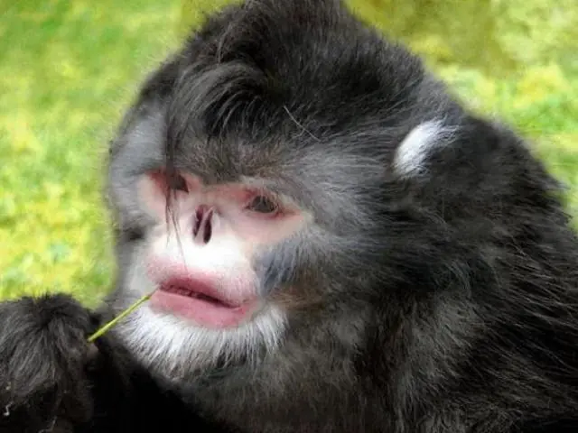 10 especies curiosas descubiertas en 2013