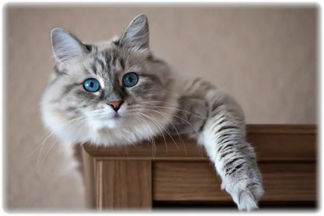 Si queres a tu gato no le des Whiskas !!!