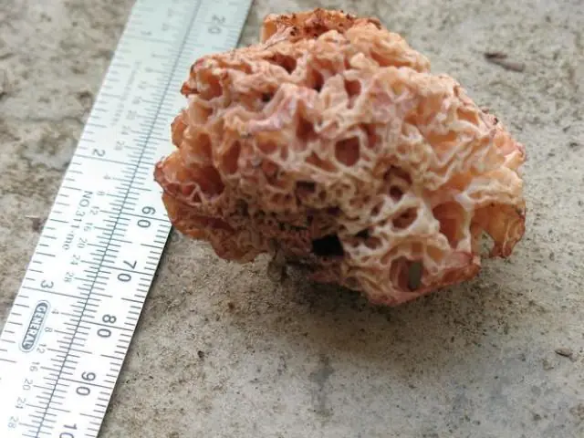 nuevas especies