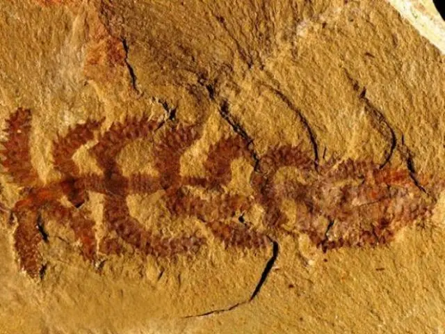 curiosas