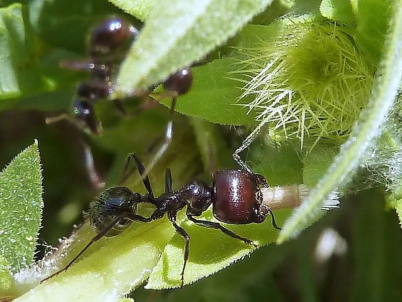Harpegnathos
