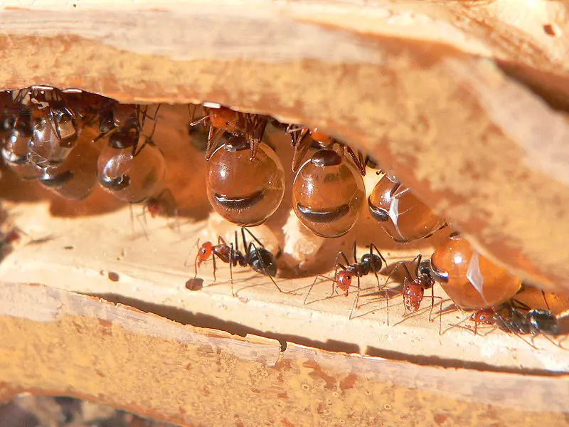 insectos sociales