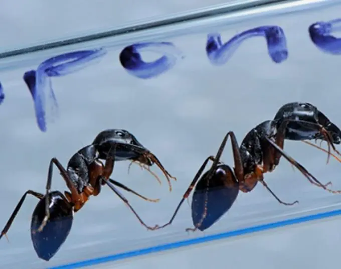 Harpegnathos