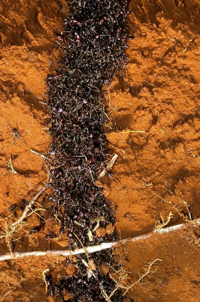 himenopteros