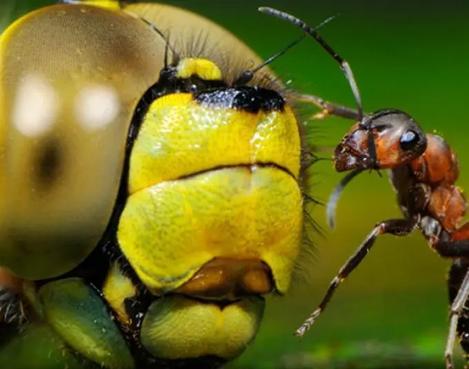 insectos sociales