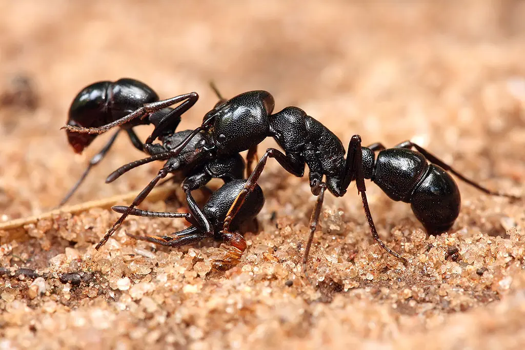 hormigas