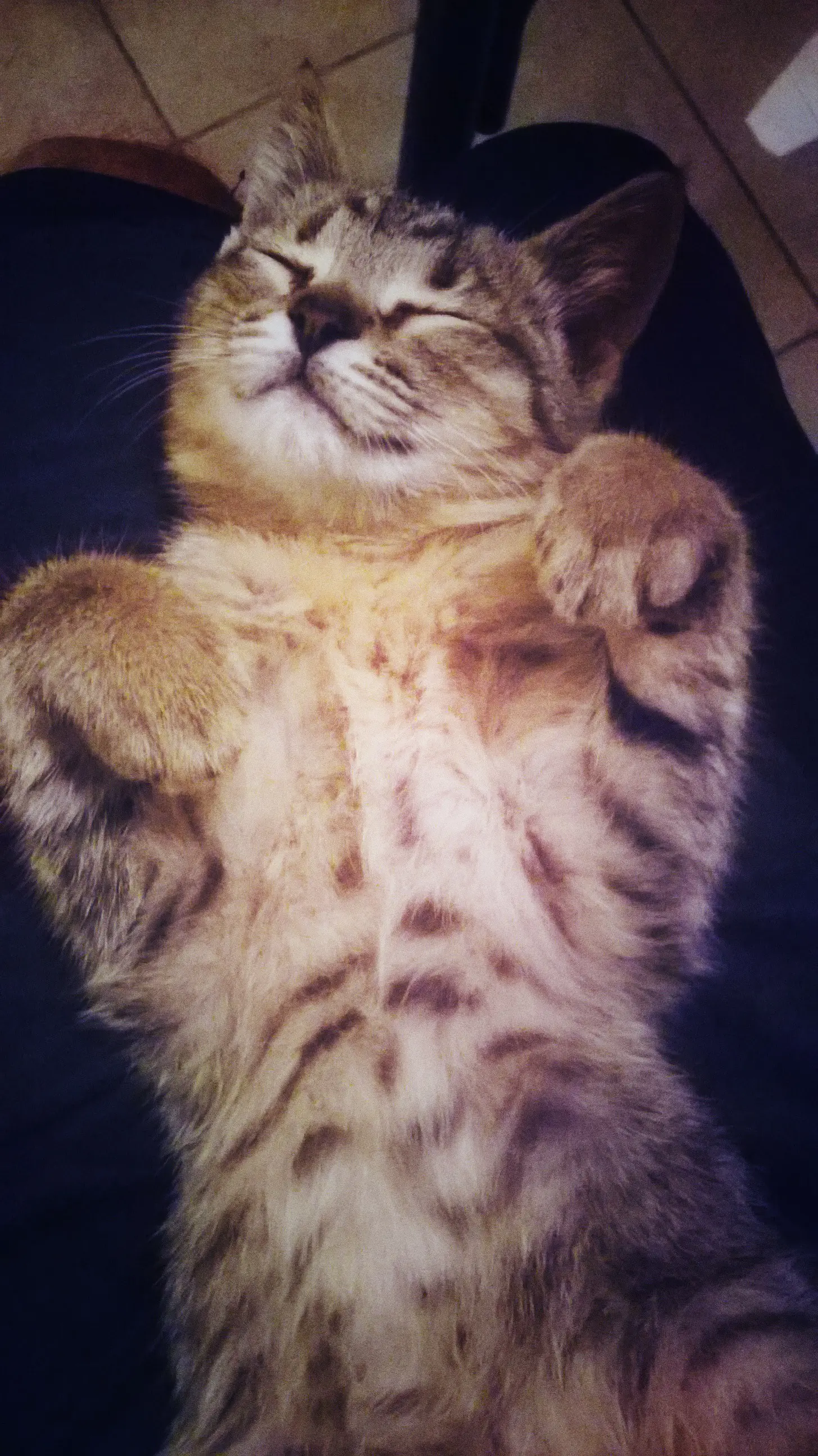gato