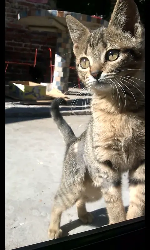 gato montes