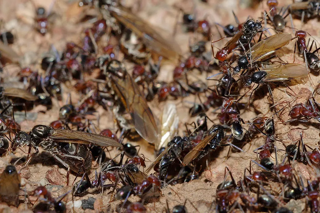 Camponotus fellah
