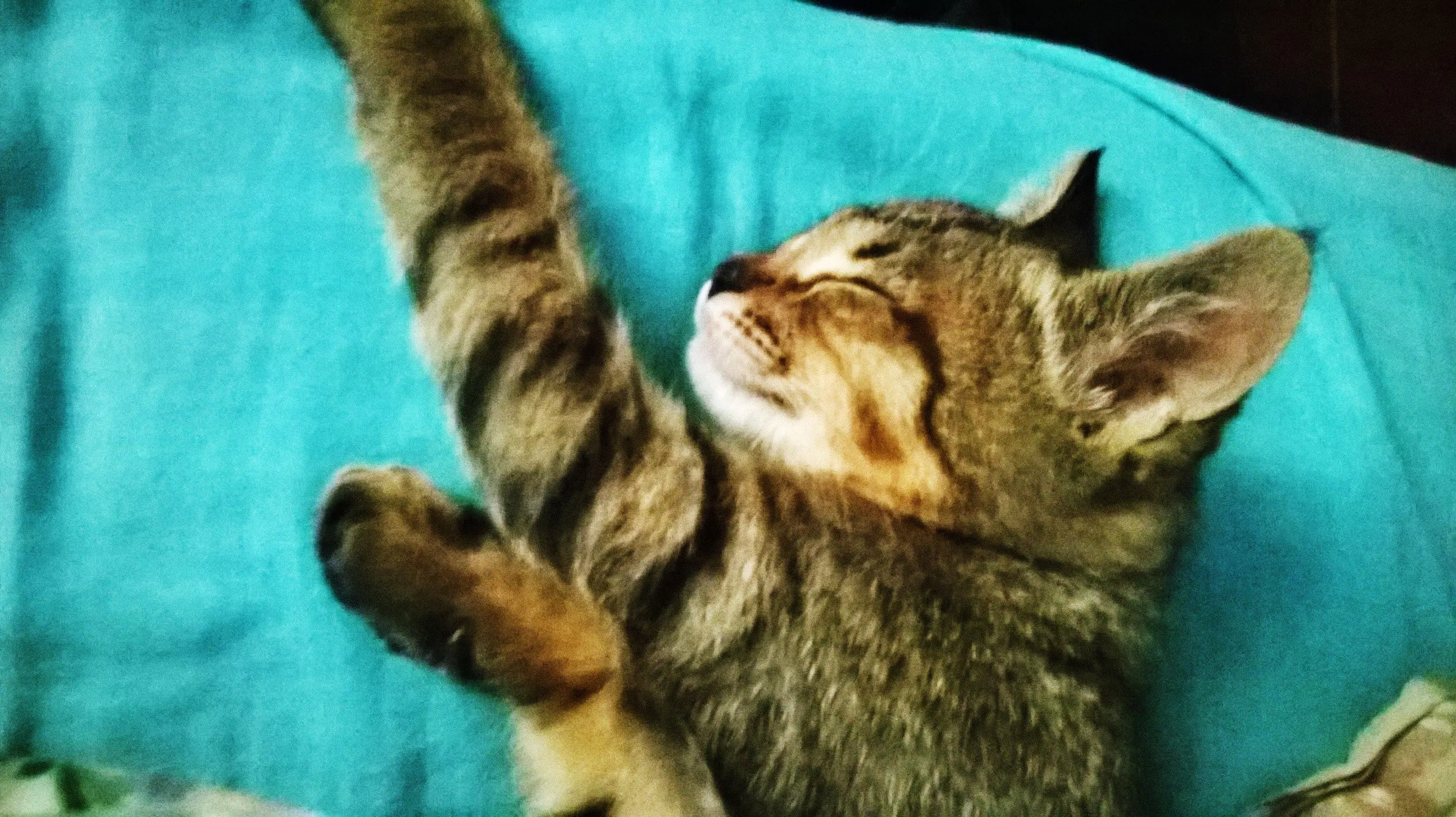 gato montes