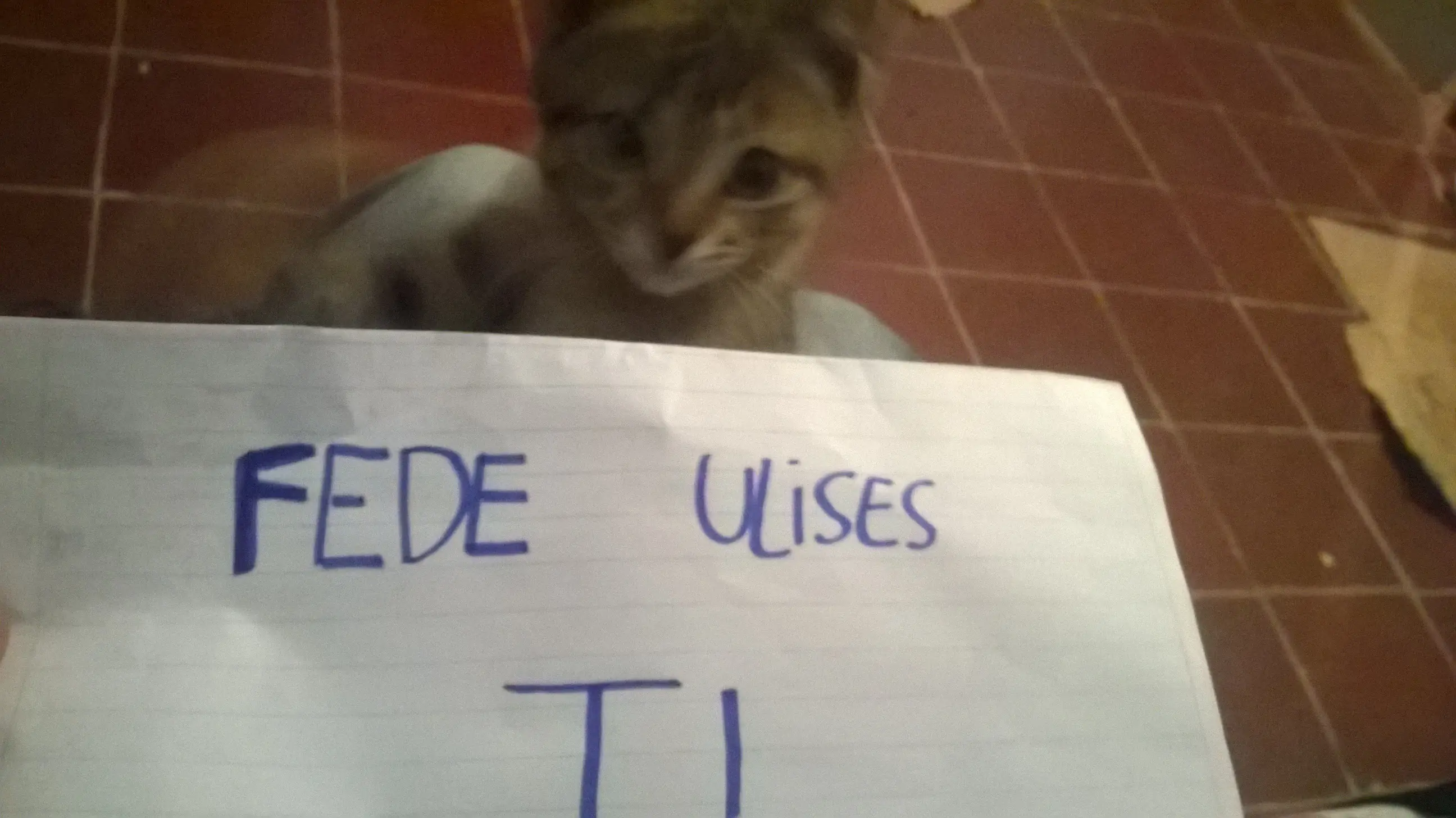 gato