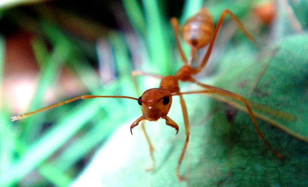 larvas