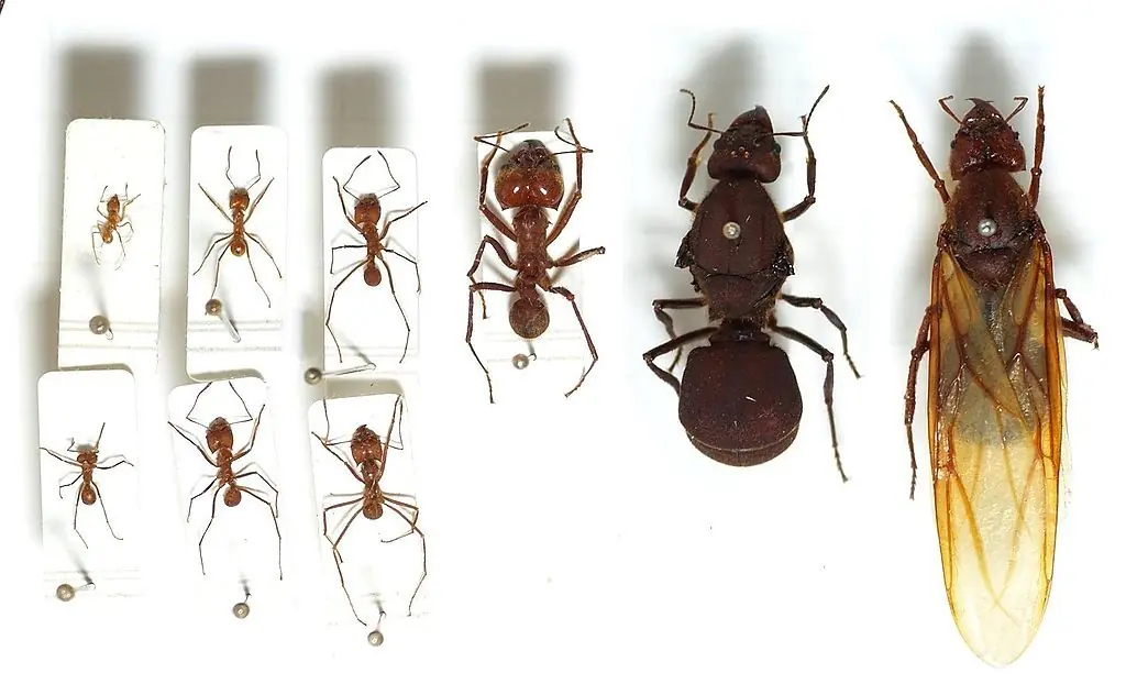 Harpegnathos