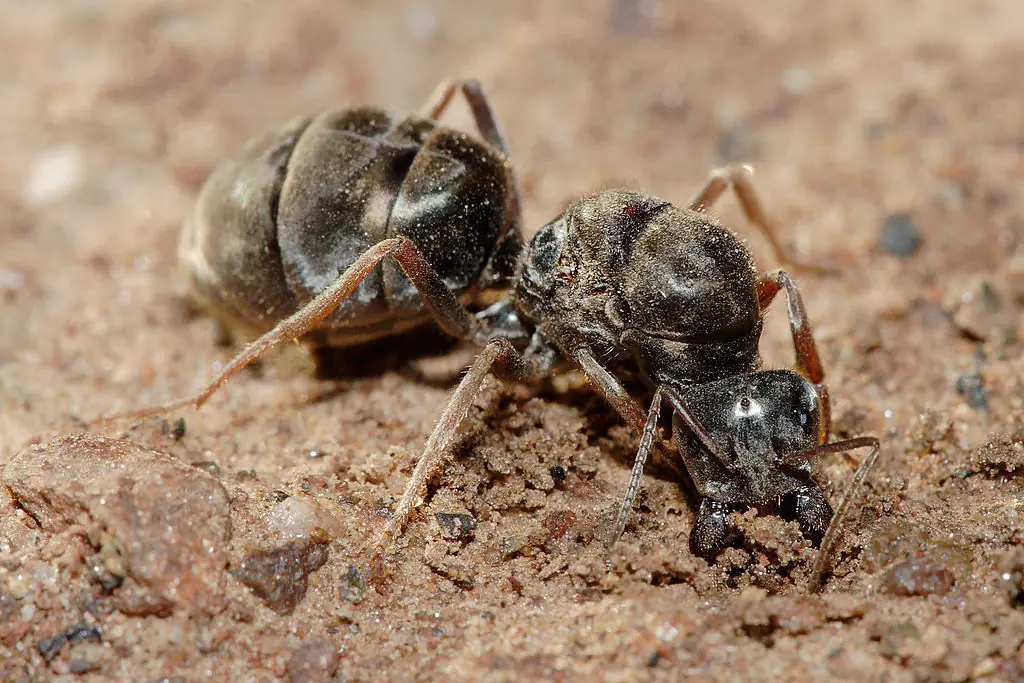 habitat