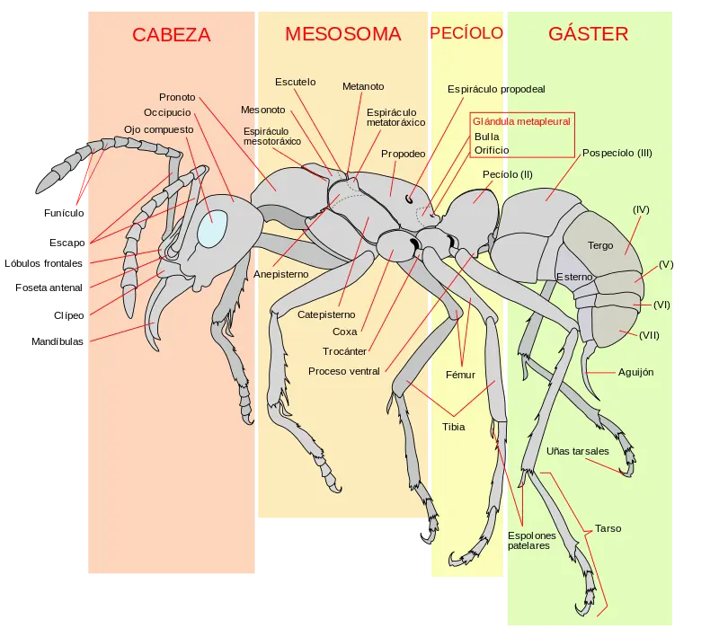 insectos sociales
