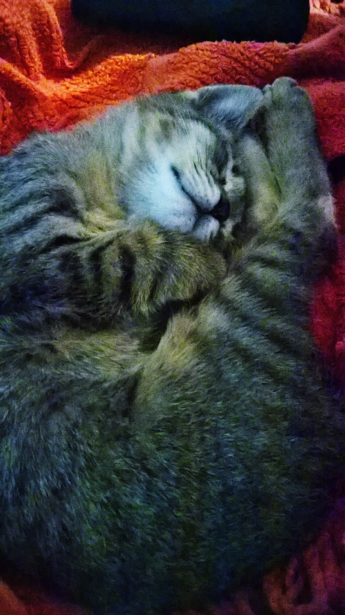 Rescate un gato montes y te lo muestro.
