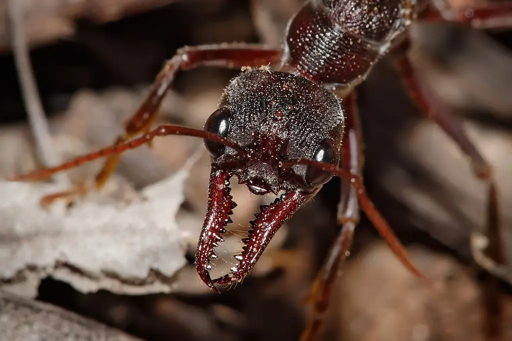 himenopteros