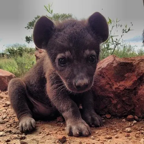 22 crías de animales que seguramente no habias visto 22 crías de animales que seguramente no habias visto