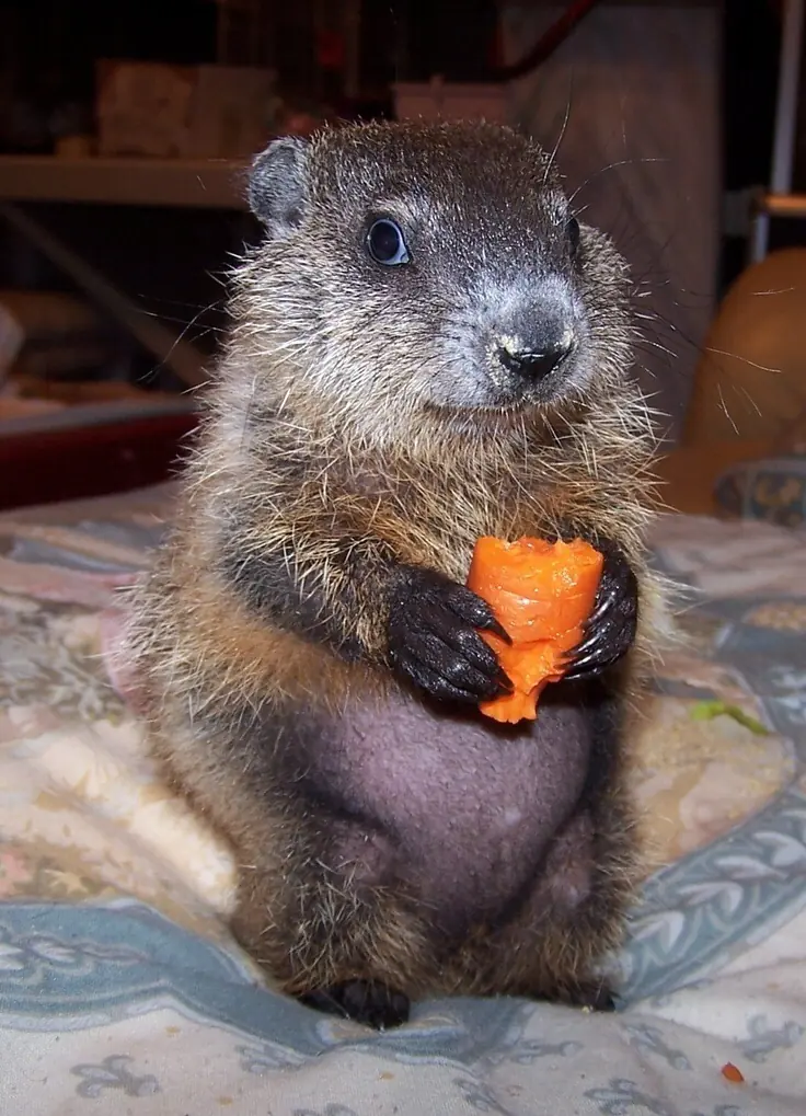 tiernos tiernos