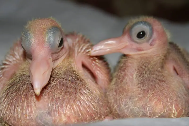 tiernos tiernos