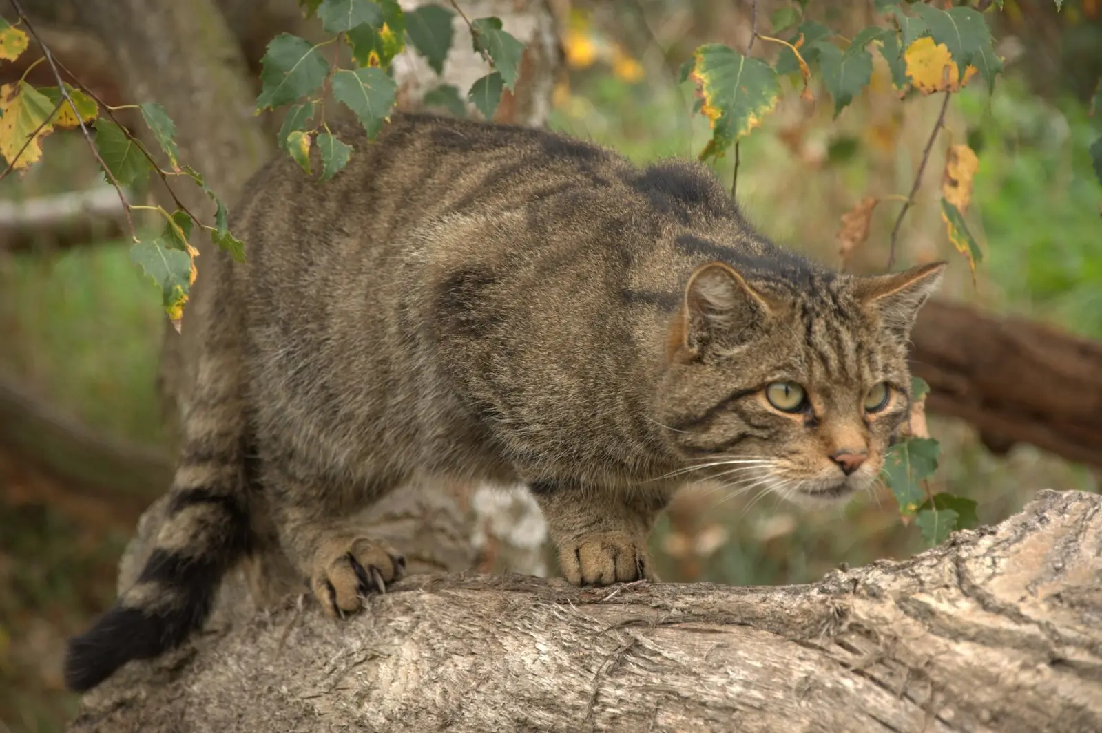 Rescate un gato montes y te lo muestro.