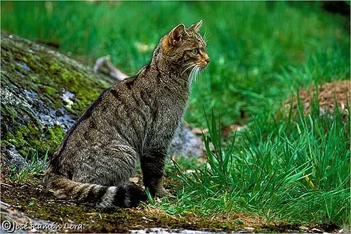 gato