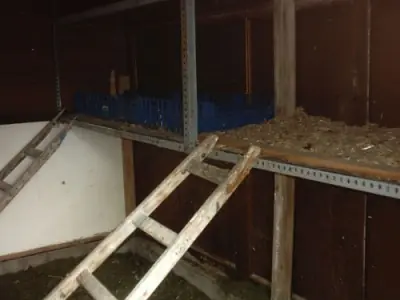 9 casos reales de niños criados por animales