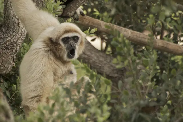 9 animales que se masturban (aparte del humano)