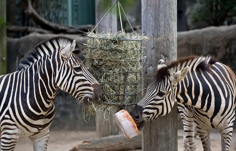 zoologico