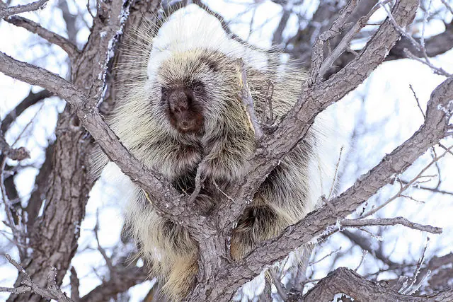 primates
